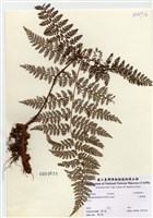 藏品(小膜蓋蕨)的圖片